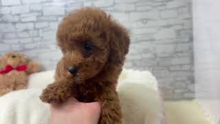 トイプードルの動画01