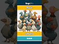 flock - rebaño video thumbnail