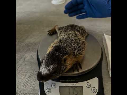 Orphaned Marmot Stories