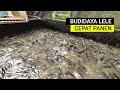 HOW TO CULTIVATE CATFISH FOR QUICK HARVEST COMPLETE GUIDE FROM ZERO FOR BEGINNERS