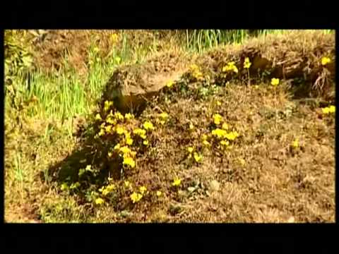 Ghuguti Ghuraona Laigi [Full Song] Chali Bhai Motar Chali