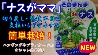 【ゆっくりボイス実況】「ナスがママ」に育てたい♪　可愛いコンパクトなナスの苗をご紹介！～そのまんまdeナス～