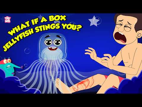 Deadliest Sea Creature | What if a Box Jellyfish Stings You? | How to  Survive | Dr. Binocs Show