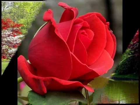 download lagu mp3 mp4 El Clavel Y La Rosa Leonardo Favio, download lagu El Clavel Y La Rosa Leonardo Favio gratis, unduh video klip El Clavel Y La Rosa Leonardo Favio