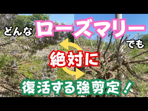 ローズマリーの葉が茶色になるのはなぜですか?最も一般的な 5 つの原因と植物を救うためのヒント  庭園