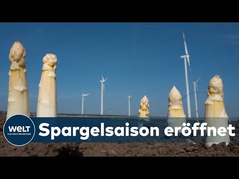 SAFTIGE SPARGELPREISE: Die Spargelsaison hat begonnen - unter strengen Auflagen I WELT News
