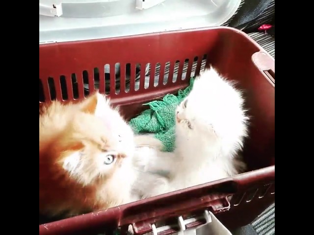 Vídeo relacionado con Gato Persa, Nuevo Libro Del