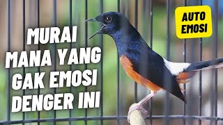 Download lagu MURAI BATU GACOR FULL ISIAN TEMBAKAN KASAR KRETEKAN KERAS SANGAT AMPUH MEMANCING MURAI BATU EMOSI mp3