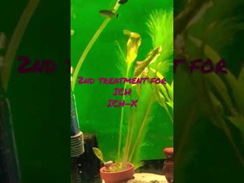 2nd Treatment for Ich in my tank #Shorts