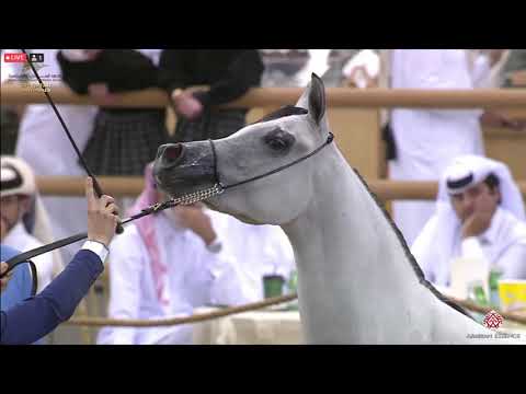 N 205 TARFAH AL REEH   23rd Qatar National Arabian Horse Show   Fillies 2 Years Old Class 4A