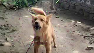 Download lagu HELI...GUK GUK.. mp3