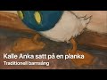 Kalle Anka Satt På En Planka Med Text Traditionell Barnsång