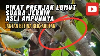 Download lagu Pikat prenjak lumut ampuh ada betina memanggil jantan paling ribut mp3 Download lagu Pikat prenjak lumut ampuh ada betina memanggil jantan paling ribut mp3