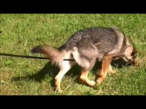 Illy vom Spektefeld - Sommer 2017