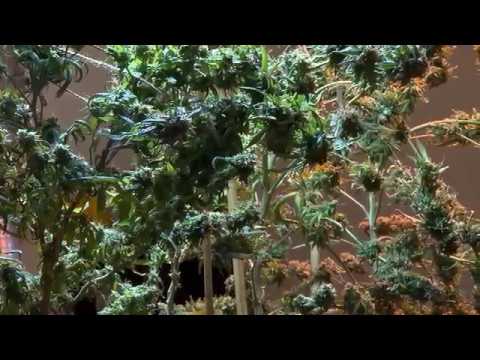 NJ Med Marijuana Signed