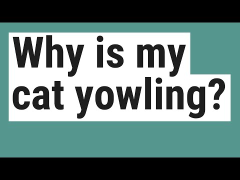 Why is my cat yowling?