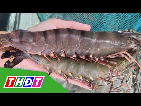 700.000 đồng/kg tôm sú "khổng lồ" | THDT