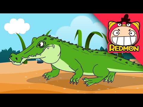 Komodo Dragon vs Crocodile | Animal Battle | 4K cartoon | REDMON