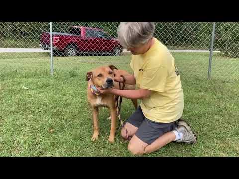 Ember, an adopted Labrador Retriever & Pit Bull Terrier Mix in Scranton, PA_image-1