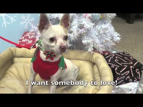 Lenny-Placed, an adopted Rat Terrier & Chihuahua Mix in Canoga Park, CA_image-1