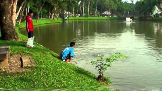 preview picture of video 'The Monsters of Lumphini Park, Bangkok; Thailand | Monitor Lizards'