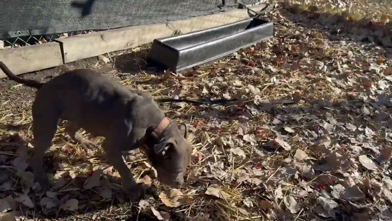 Desdemona, a ADOPTABLE Pit Bull Terrier in Chicago, IL video 5/5