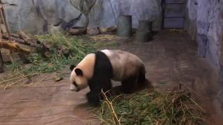 白浜産まれの中国深圳在住ジャイアントパンダ秋浜さん 2018年12月10日