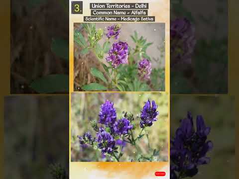 List Of Indian Union Territories Flower |Flower Of 6 Union Territories With Scientific Name| #shorts