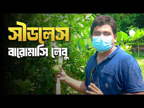 সীডলেস বারোমাসি লেবু - Seedless Year Round Lemon