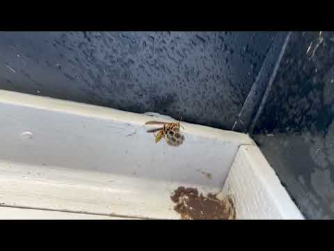 Wasps Beginning To Emerge in Somerset, NJ