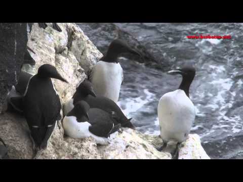 Arao comun ( Uria aalgae ) Guillemot