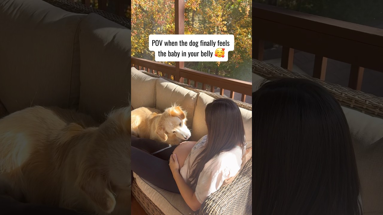 🥹❤️ POV when the dog finally feels the baby in your belly #shorts