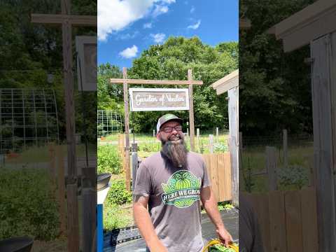 Let’s Talk About Neem Oil