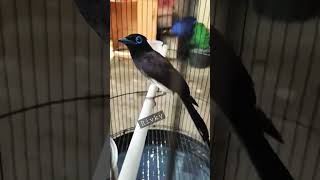 Download lagu SRIWANG ASIA || TALI POCONG mp3