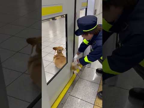 ドア閉まる瞬間コーギーが挟まりかけて焦る🐶😱 #corgi #train #JR #station #japan @chiero_piero