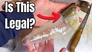 Don't Make THESE Mistakes When Keeping & Transporting Fish!