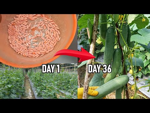 Cucumber Cultivation from 0 to Harvest (36 Days) Low Budget Abundant Yield!