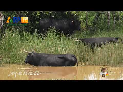 Ganadería El Templo | Manatí 2025.