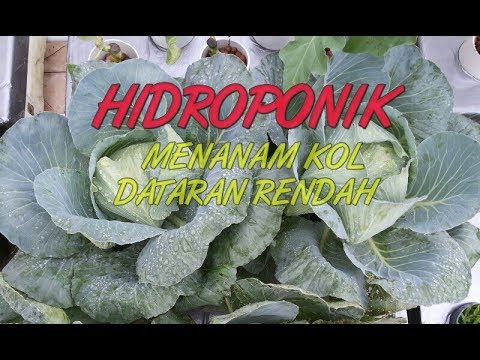 Kacang untuk potensi Patogen di apotek membeli