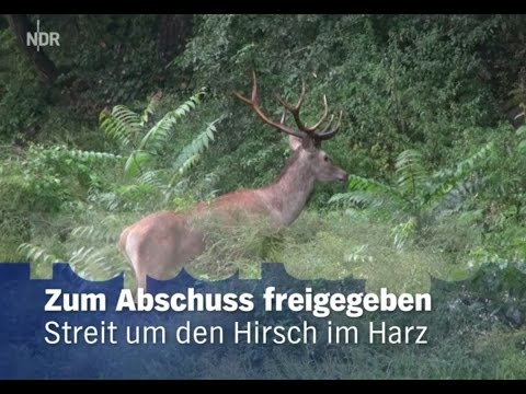 Streit um den Hirsch im Harz - Zum Abschuss freigegeben [Doku]