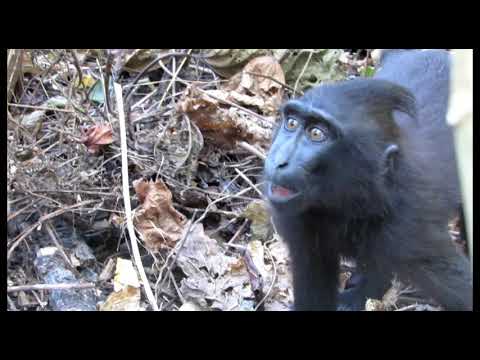 Black macaque like human