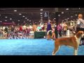 Foxhound Americano - American Foxhound Open Dog Los Encinos Kennel Club