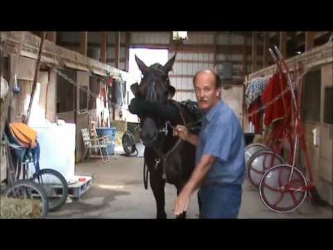 Inside Harness Racing with Crown Time Doben & Trainer