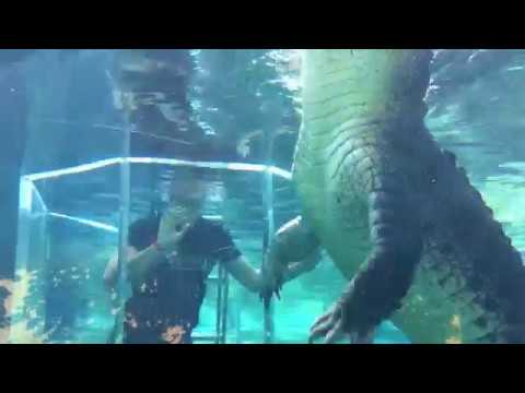 The Original Cage of Death 2011