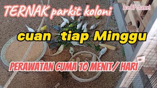 Download lagu COLONY PARAKIT FARMING/// EASY CARE, HARVEST EVERY WEEK mp3