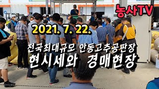 2021년 7월 22일 안동고추공판장 경매시세?, 상, 중, 하 가격 나누어집니다. [농사TV]