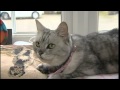Smokey -- the LOADEST CAT in the world -80 dB ...
