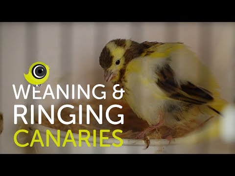 Weaning and Ringing Young Canaries | The Canary Room Top Tips