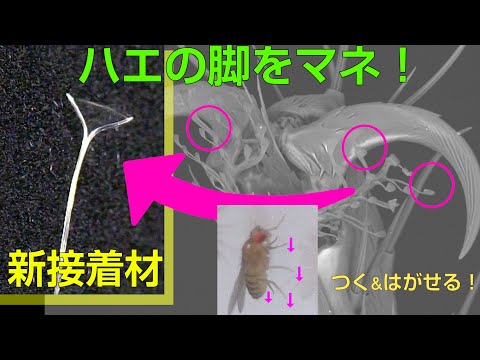 カタツムリからヒントを得た接着剤を開発