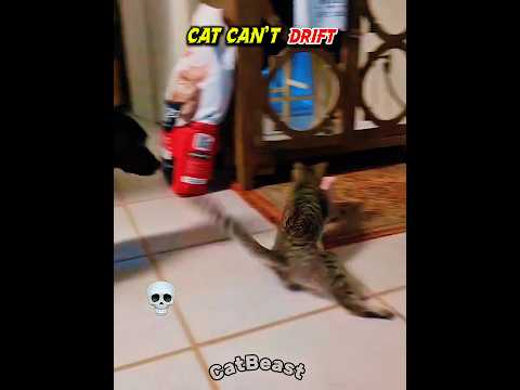 Cat drifting was mind blowing 🤯 #pets #usa#cat#catlife